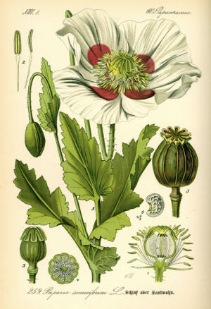 Illustration du Papaver somniferum