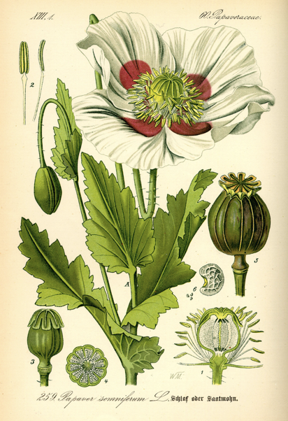 Illustration du Papaver somniferum 