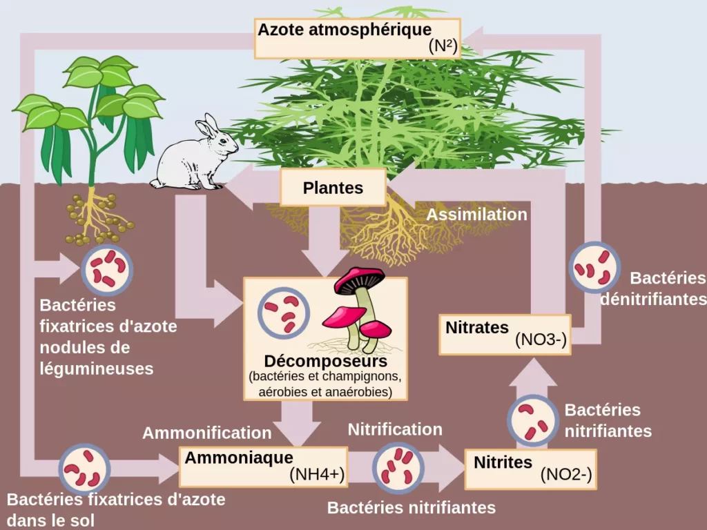 Le cycle de l'azote
