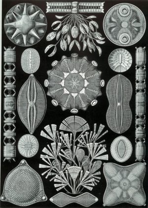 Différentes espèces de diatomées illustrées par Ernst Haeckel