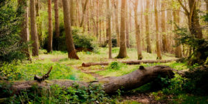 La forêt est un puits de carbone naturel